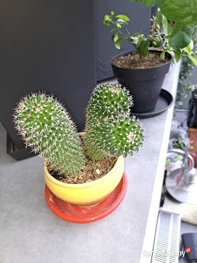 Kaktus 14 i 12 kwitnie na różowo Pozostałe Wrocław