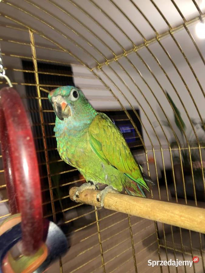 Piona Niebieskogłowa samiec młody ręcznie Gdynia