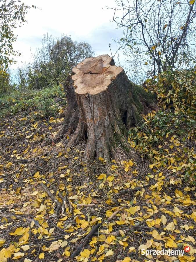 Sprzedam drzewo tartaczne i opałowe wiąż lubelskie Lubartów sprzedam