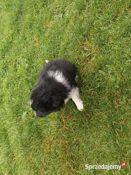 Pieski border collie małopolskie Stryszawa