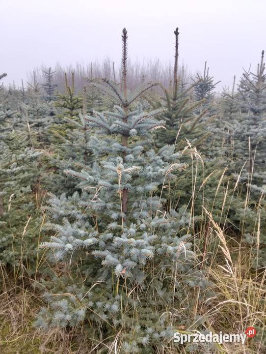 Świerk Srebrny hurt Grójec