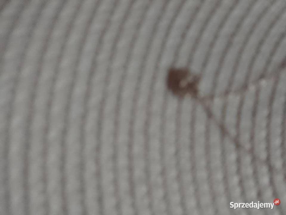 ASOS Łańcuszek z ozdobną zawieszką z Londynu Kraków