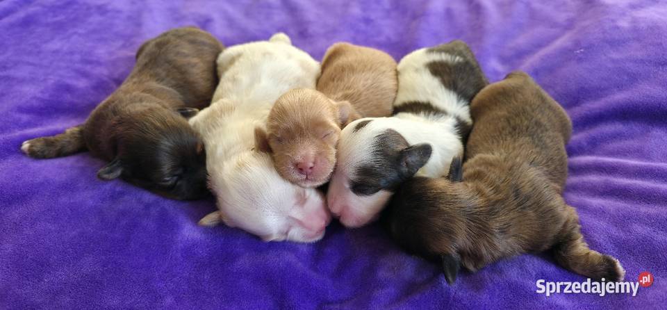 Suczka piesek Hawańczyk Championach FCI ZKwP