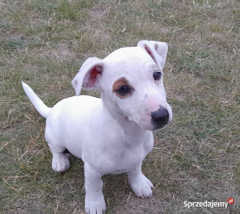 Jack Russell Terrier gotowe do odbiuru Zwoleń