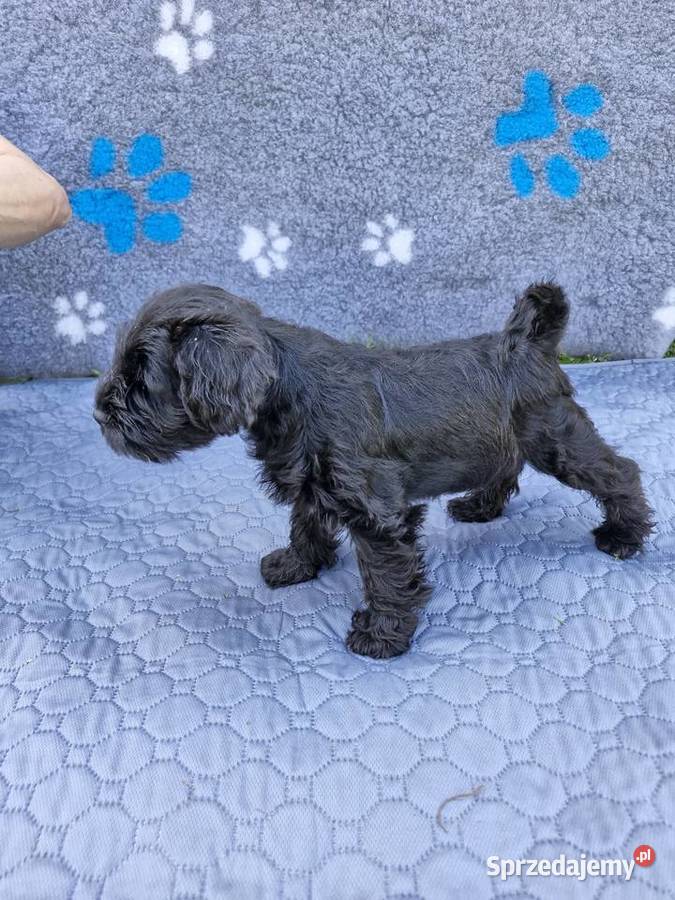 Sznaucer miniaturowy