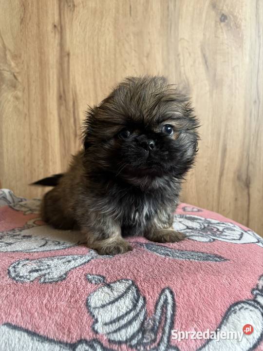 Piesek pekińczyk Lipsko