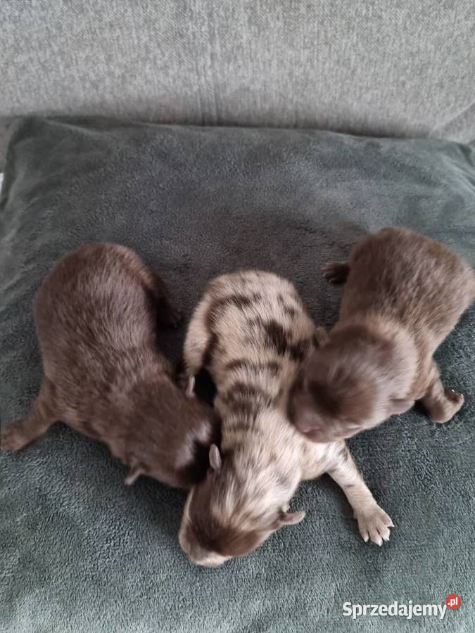 Szpic miniaturowy szczenięta Wieruszew sprzedam