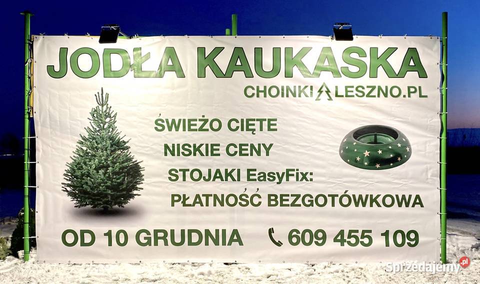 Jodła kaukaska Choinki Leszno Duży wybór Niskie wielkopolskie Klonówiec
