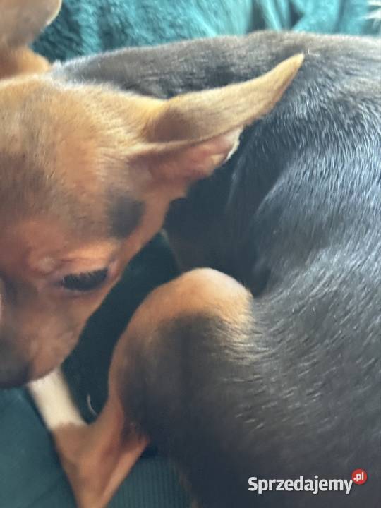 Cudowna xxs Pinczerka Pozostałe Warszawa