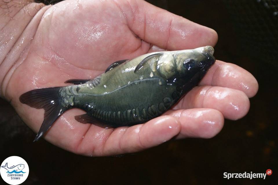 Karp królewski Ryby Biała Podlaska sprzedam