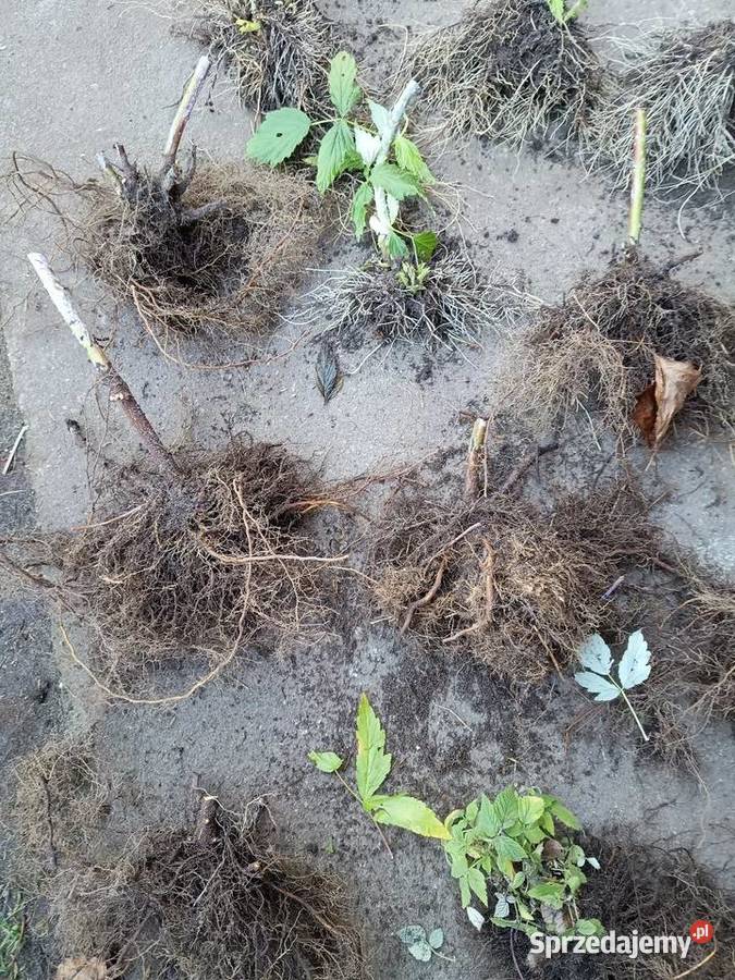 Czarna malina Owocowe Ogród