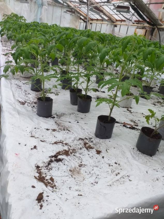 Sadzonka pomidora malinowego Tomimaru Muchoo podkarpackie Rzeszów