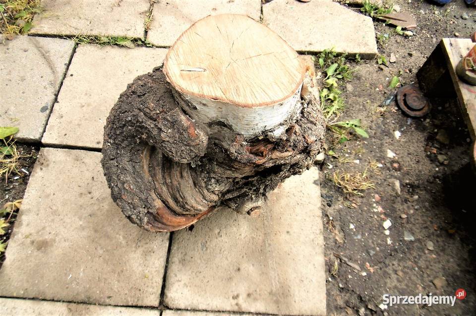 czeczota brzozowa narośl obrzęk Namysłów