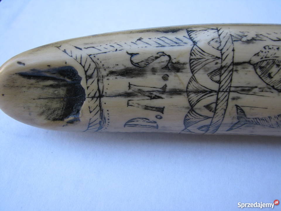 RÓG KIEŁ MORSA TROFEUM RZEŹBIONY Antyki, Sztuka, Kolekcje Kraków sprzedam