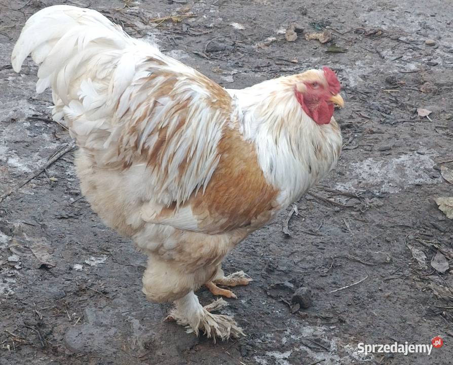 Sprzedam koguty Brahmy olbrzymiej 2 Drób i ptactwo Drwalew sprzedam