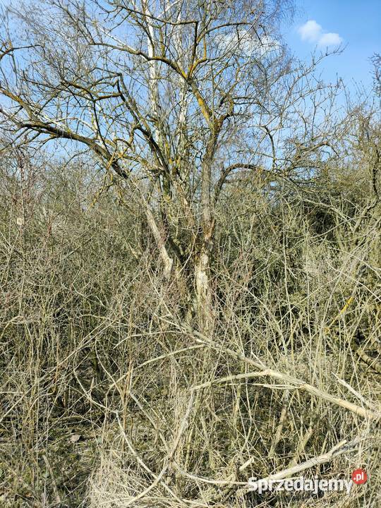 oddam gałęzie samosiejki Prawiedniki sprzedam