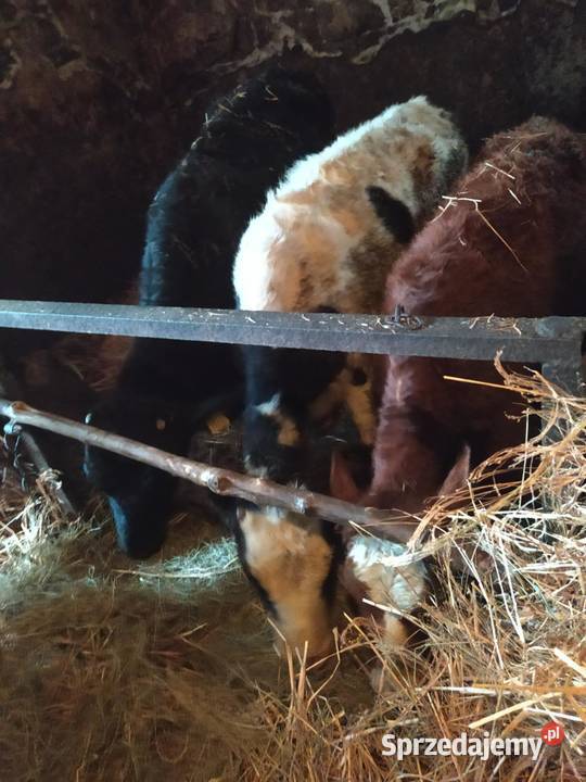 sprzedam 3 jałówki Baćkowice