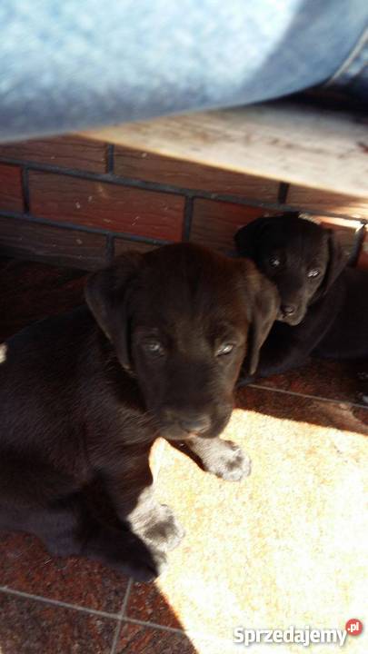 Oddam w ręce lablaorki Błaszki