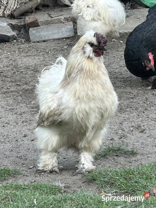 Koguty Rzezawa sprzedam