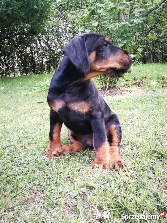 Niemiecki Terier Myśliwski Jagdterrier FCI Pozostałe