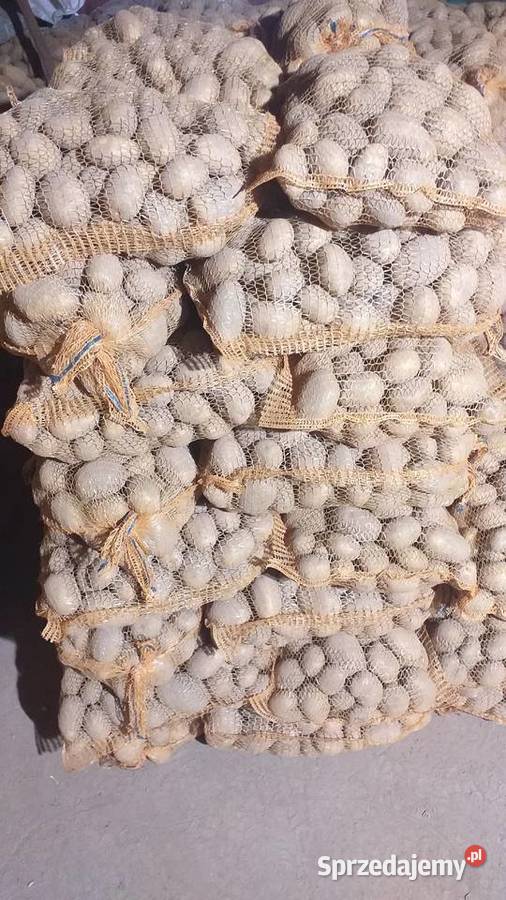 Ziemniaki jadalne soraya