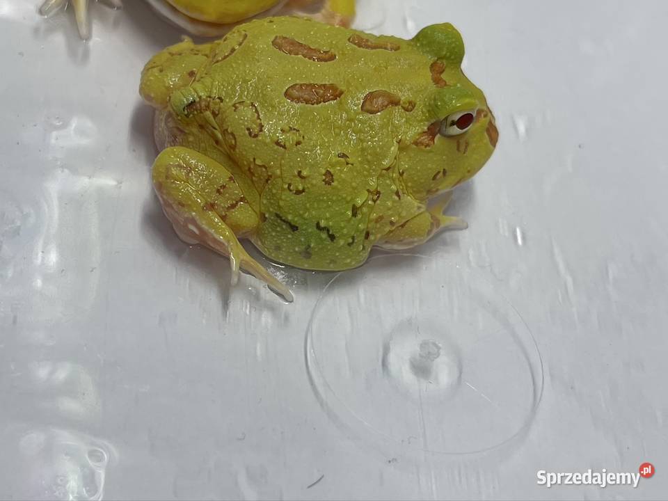 Żaba rogatą pikachu Katowice