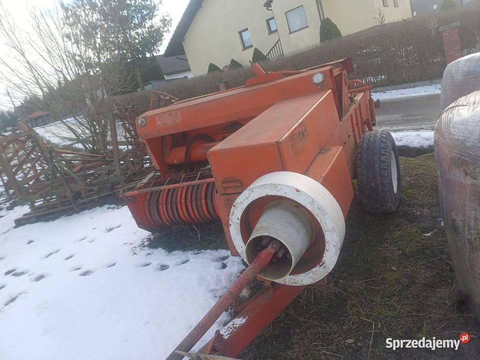 Sprzedam prase sipma z 224 Kostkujące Słopnice