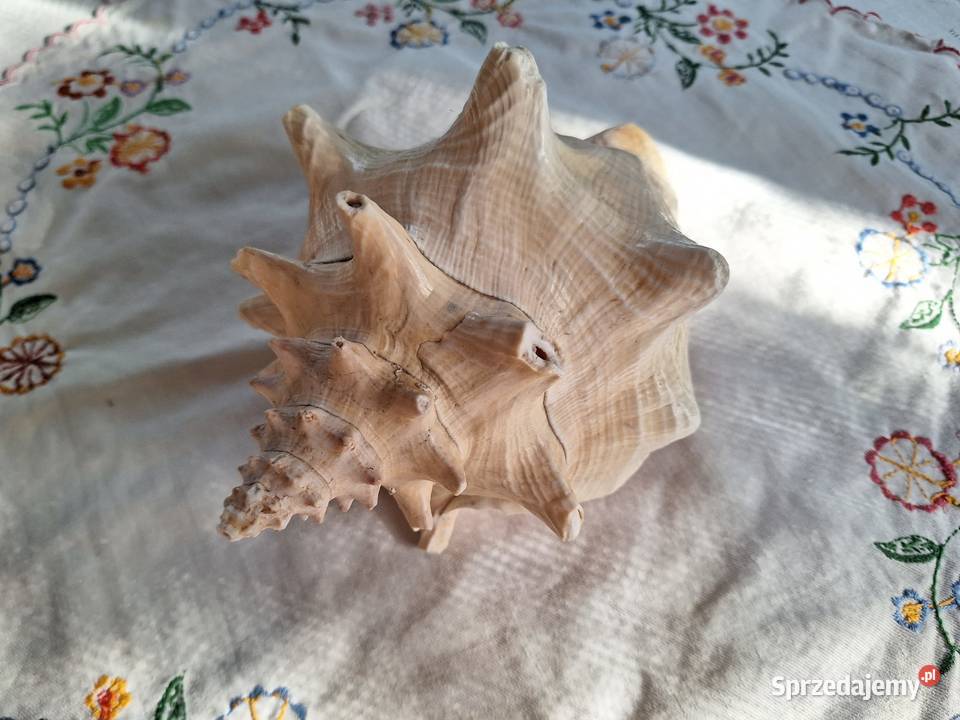 Muszla duża ozdoba akwarium kolekcje Łomianki sprzedam