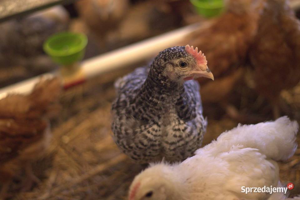 Kury nioski młode min Rosa Greenshell Darkshell Łaziska