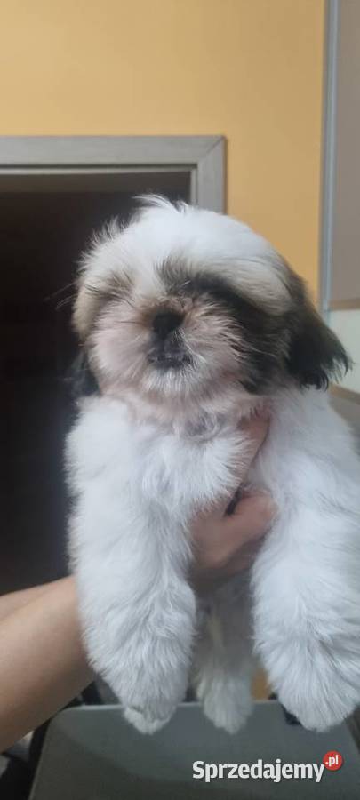 Hodowla Tybetańskie szczęście ZKwP FCI lubuskie Wschowa