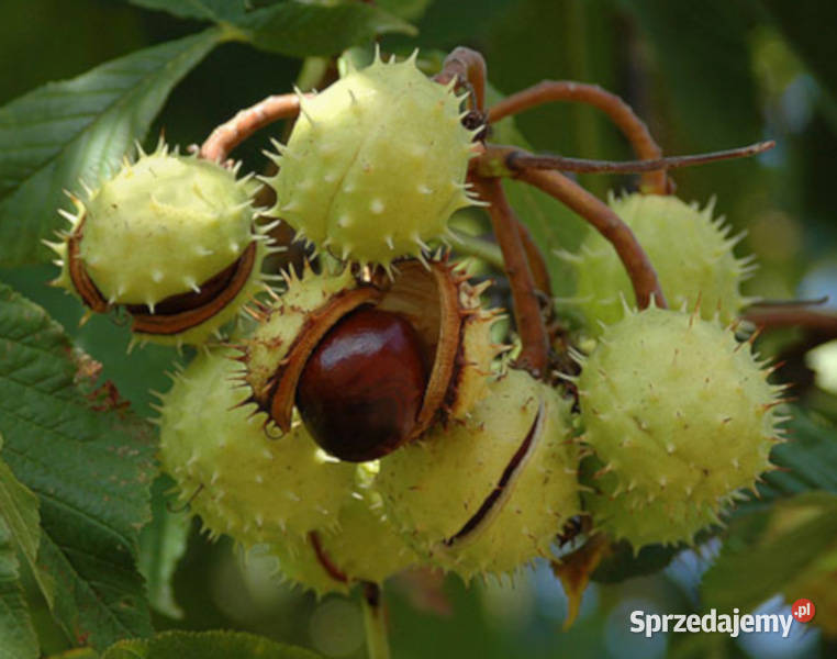 KASZTANOWIEC ZWYCZAJNY Aesculus hippocastanum kujawsko-pomorskie Lubanie