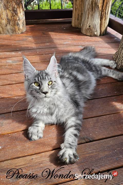 Srebrzysty mruczący kocurek Maine Coon Gdańsk