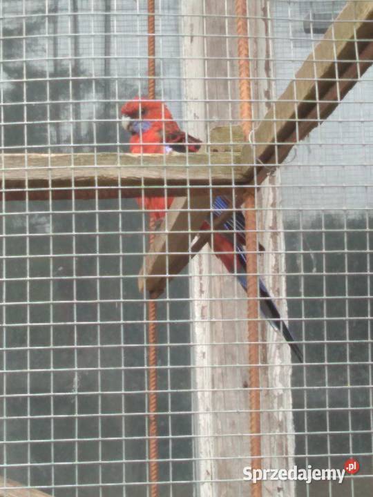 Rozella Królewskie 2025 Łomża sprzedam