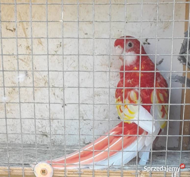 Rozella bialolica rubino samica lęgowa Wadowice