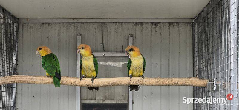 Barwinka Białobrzucha Pionites leucogaster małopolskie Skawina sprzedam