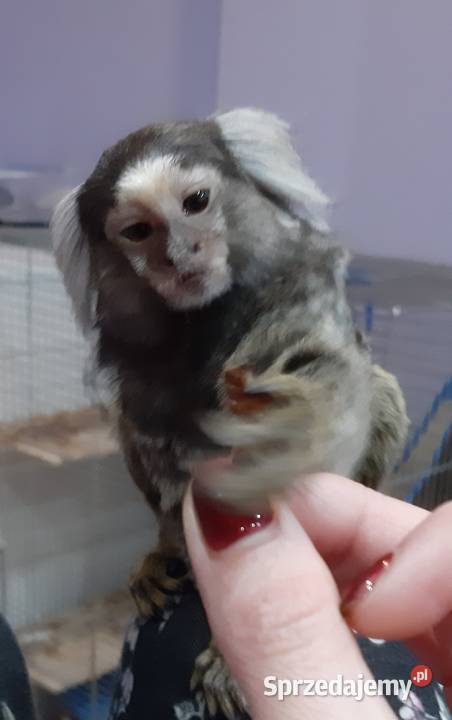 Marmozeta białoucha Kielce