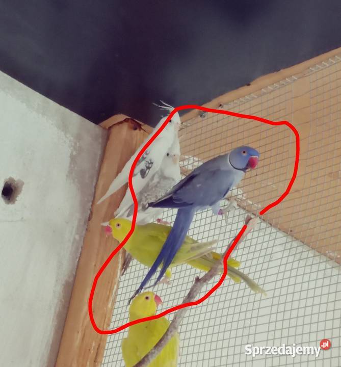 Aleksandretty Aleksandretta Podmokle Małe sprzedam