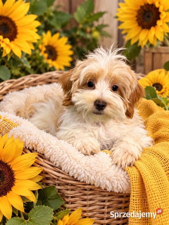 Odchowany synek Maltipoo Maltanczyk Pudel Toy Warszawa