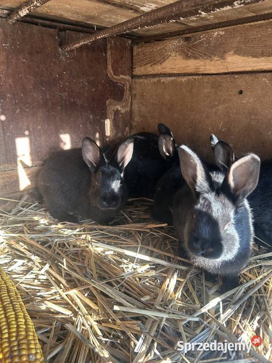 Sprzedam króliki Turek