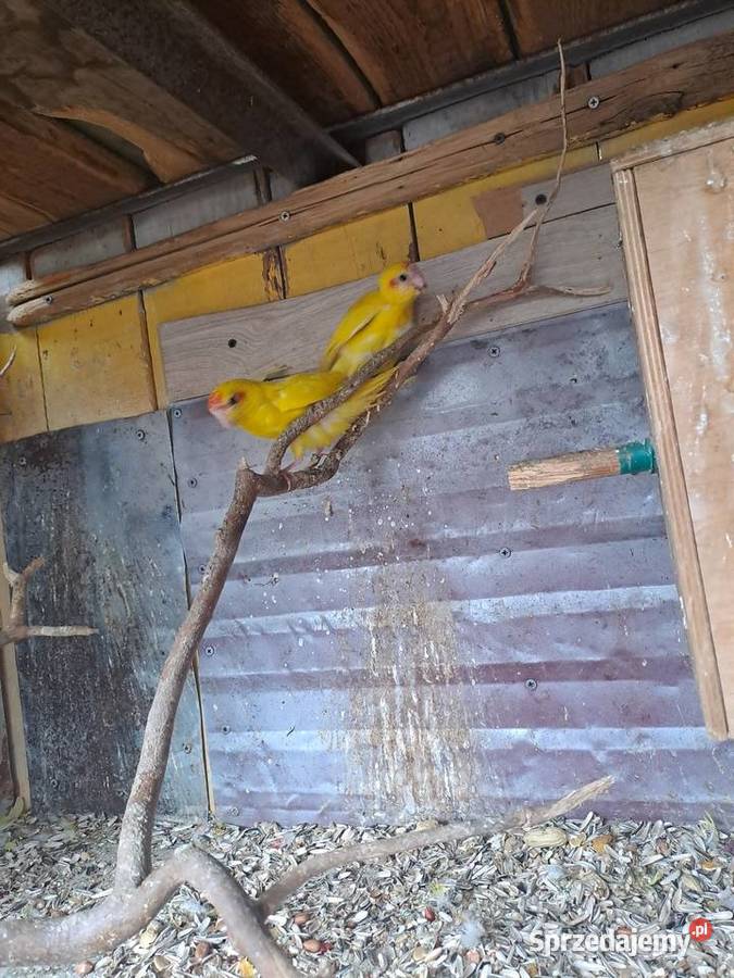 sprzedam papugi kozy