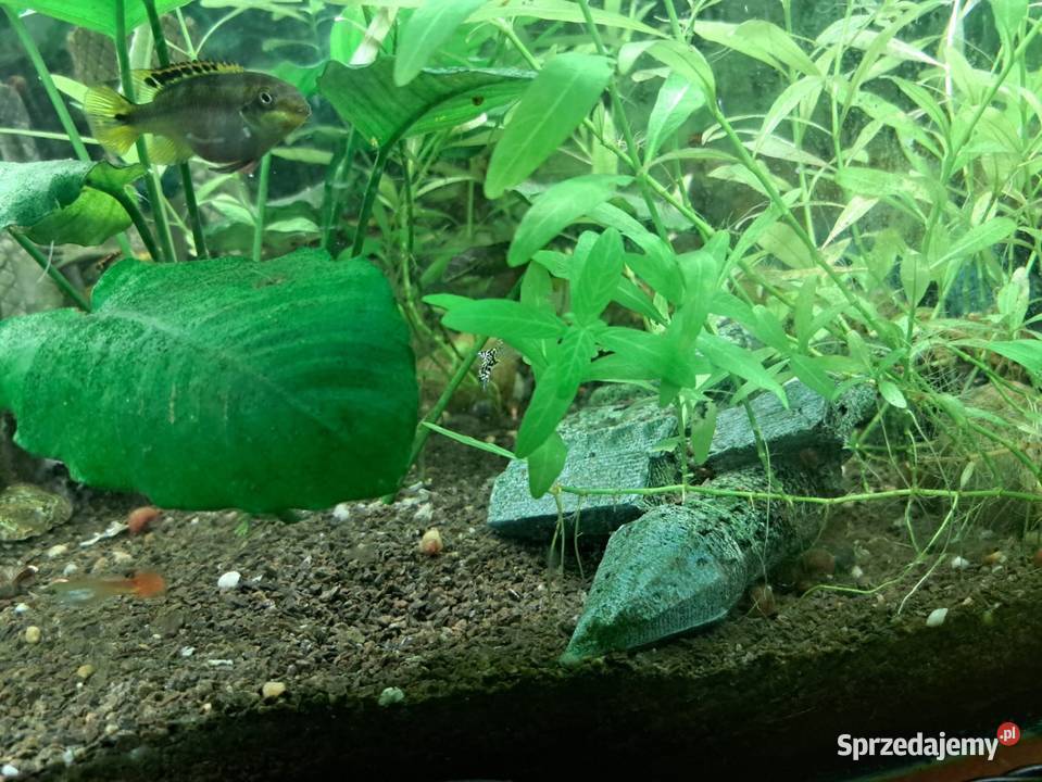 Sprzedam duży akwarium mazowieckie Warszawa sprzedam