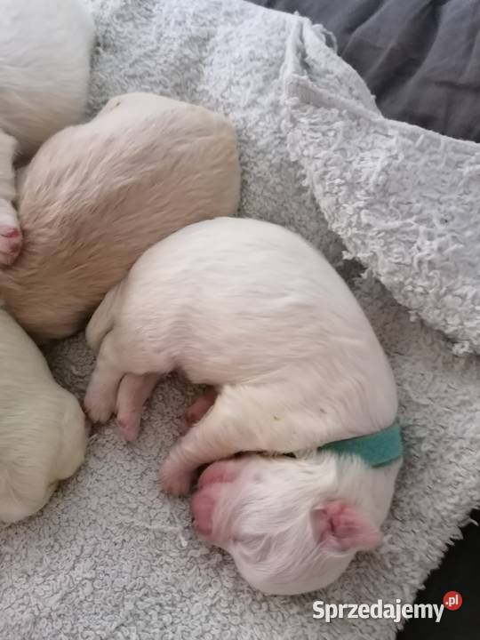 Piękny Maltańczyk z rodowodem Maltańczyk Mysłowice