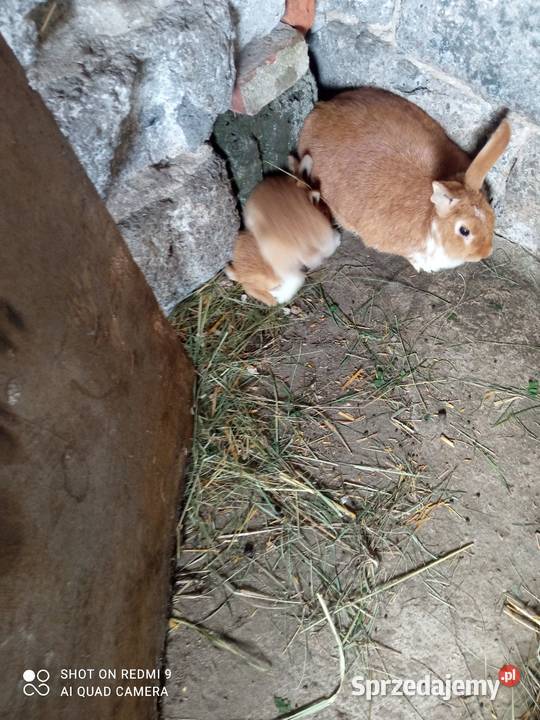 Zwierzęta króliki Radomyśl Wielki