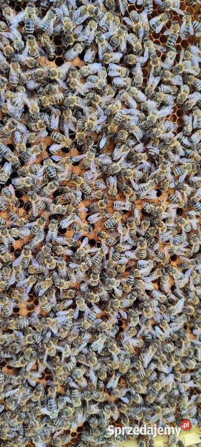 Wczesne ODKŁADY PSZCZELE 2025 R MOCNE ROJE Klecza Dolna