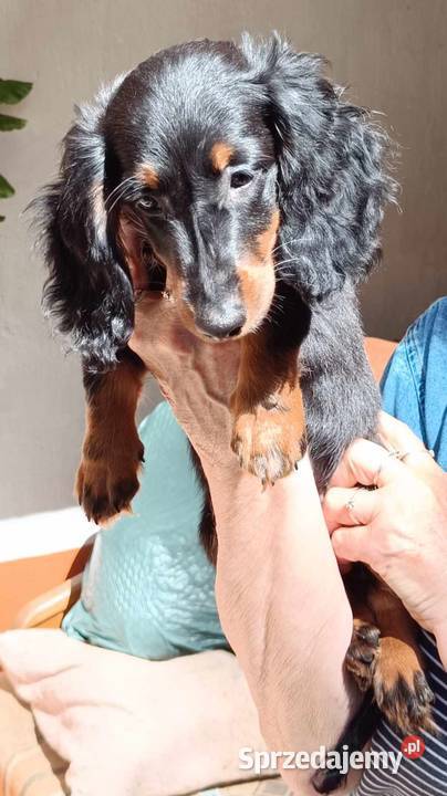 Jamniki dlugowlose miniaturowe sprzedaz Jamnik Sieradz