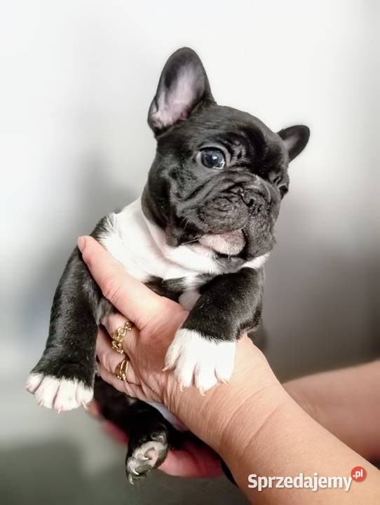 Buldog francuski, buldożek francuski