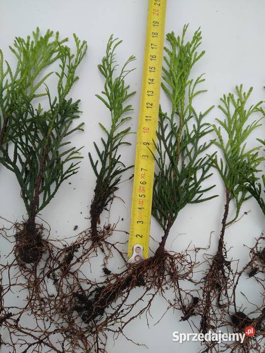 Tuja Smaragd około 1418 sadzonka goły korzeń