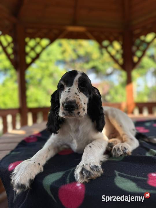 Cocker spaniel angielski Piesek Rodowód Kielce sprzedam