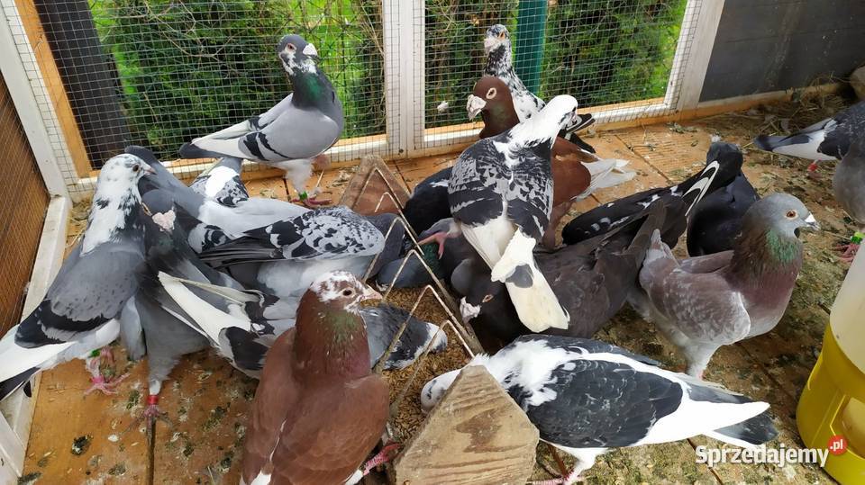 Gołębie pocztowe Ptaki Ptaki