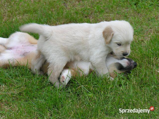 GOLDEN RETRIEVERcudne maluszki Psy Zwierzęta Bydgoszcz sprzedam